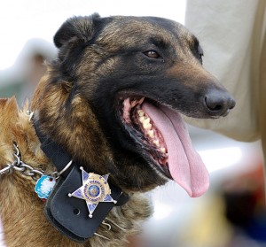 By Michael Pereckas - Flickr: Police Dog, CC BY 2.0, https://commons.wikimedia.org/w/index.php?curid=21240516