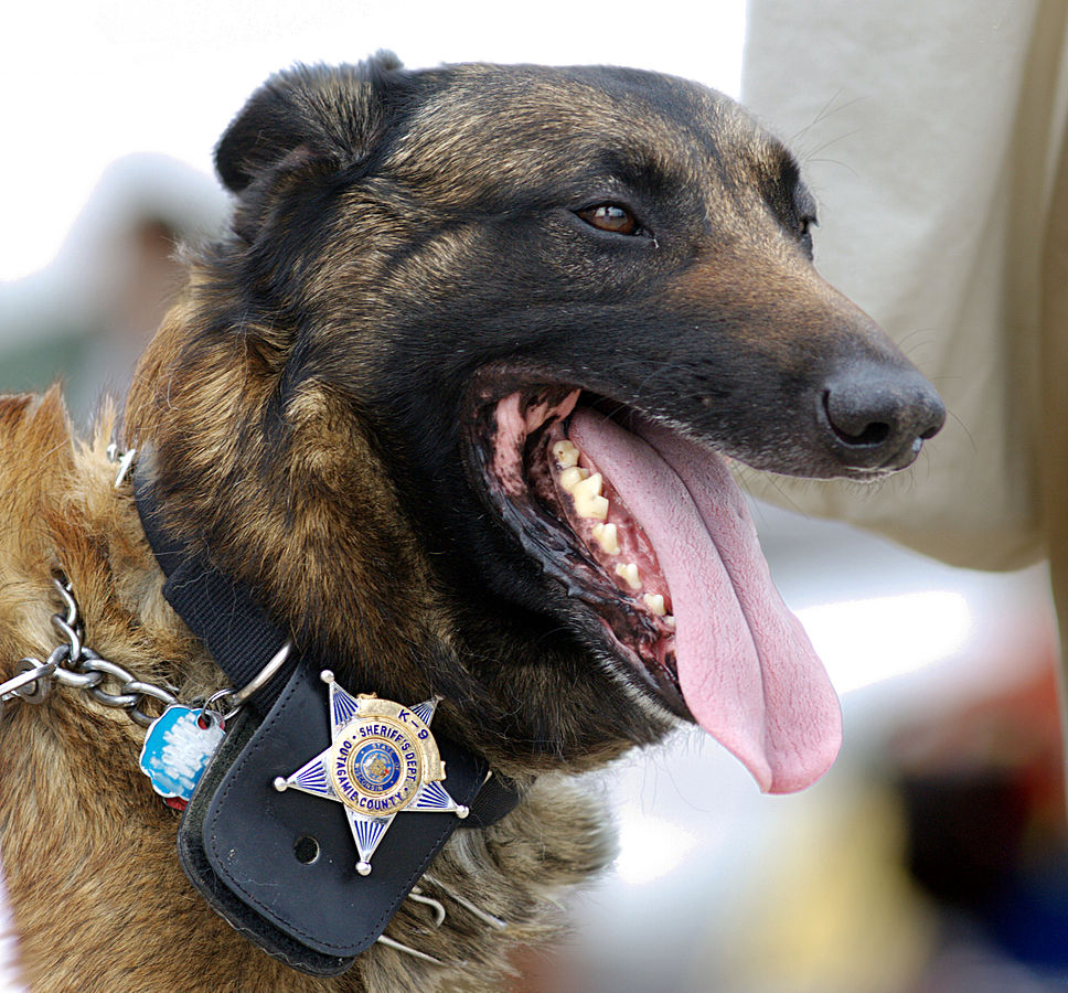 Vehicle donations and K-9 Officers