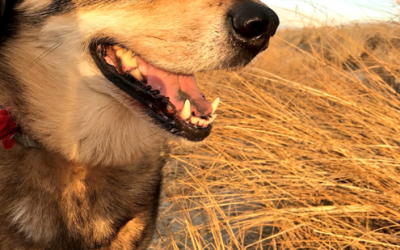 World Spay Day
