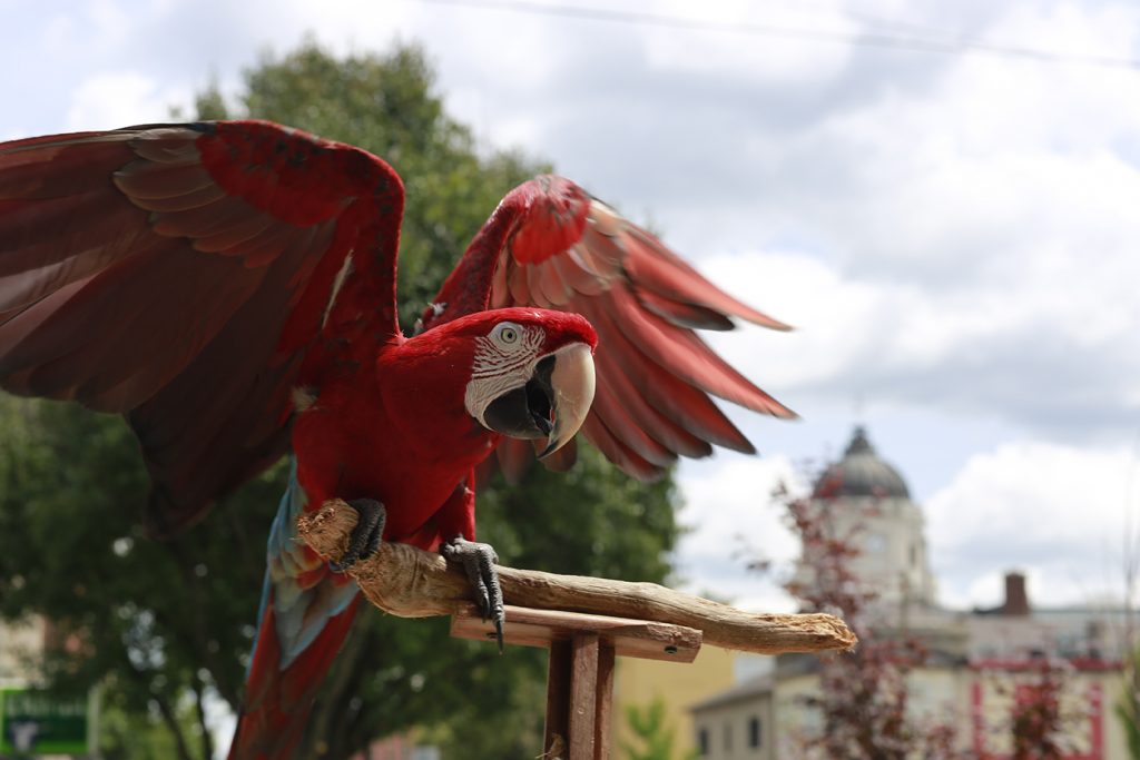 Parrot hanging out on Kirkwood in Bloomington, Ind., with Monroe