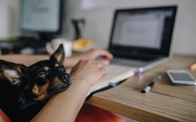 National Take Your Dog to Work Day