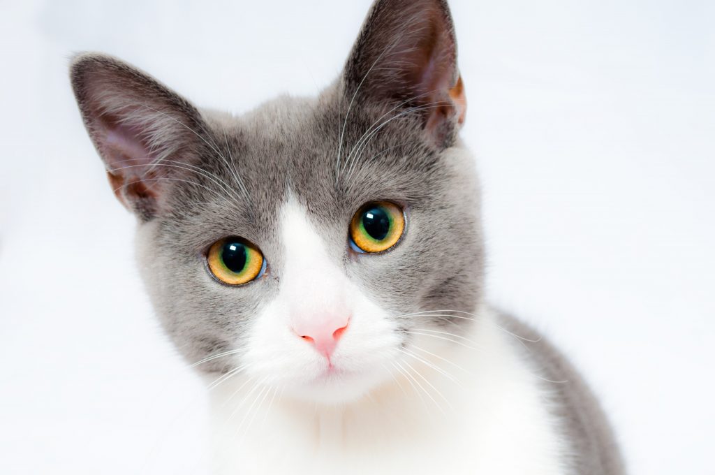 World Spay Day