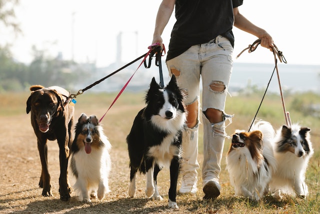 How to Celebrate National Dog Month (Without Adopting a Dog!)