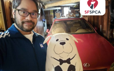 Support Animal Welfare in San Francisco by Donating Your Car to SF SPCA